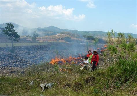 crops grown in slash and burn agriculture